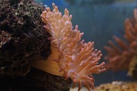 Bubble-tip anemone close up. Free public domain CC0 image.