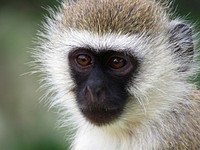 Monkey. Free public domain CC0 image.