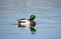 Green mallard duck close up. Free public domain CC0 photo.