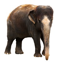 Elephant, animal & wildlife image. Free public domain CC0 photo.