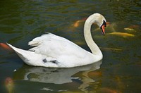 White swan swimming close up. Free public domain CC0 photo.