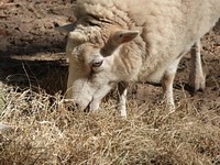 Sheep eating hay. Free public domain CC0 photo.