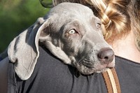 Close up face of a weimaraner dog carried by a woman. Free public domain CC0 photo.