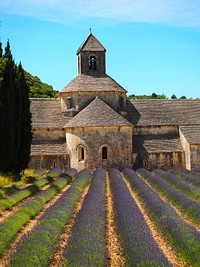 Senanque abbey lavender. Free public domain CC0 image.