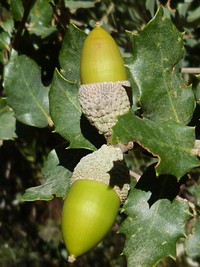 Closeup on green acorns in tree. Free public domain CC0 photo.