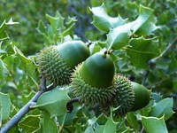 Closeup on green acorns in tree. Free public domain CC0 photo.
