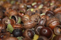 Closeup on pile of acorns. Free public domain CC0 photo.