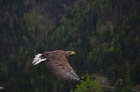 White teailed eagle bird. Free public domain CC0 photo.