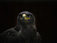 White teailed eagle bird. Free public domain CC0 photo.