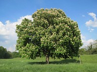 European Horse-Chestnut tree. Free public domain CC0 photo.