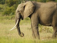 Majestic African elephant in wild. Free public domain CC0 photo.