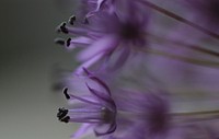 Purple allium. Free public domain CC0 image.