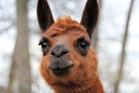 Alpaca photo. Free public domain CC0 image.