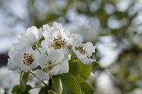 Apple blossom background. Free public domain CC0 photo.