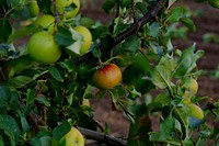 Green apples hanging in tree. Free public domain CC0 photo.