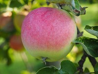 Closeup on red apple hanging on tree. Free public domain CC0 photo.