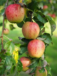 Closeup on red apple hanging on tree. Free public domain CC0 photo.