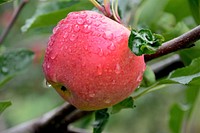 Closeup on red apple hanging in tree. Free public domain CC0 photo.