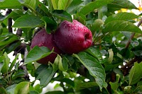 Closeup on red apples hanging in tree. Free public domain CC0 photo.