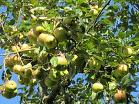 Green apples hanging in tree. Free public domain CC0 photo.