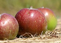 Closeup on red apples on ground. Free public domain CC0 photo.