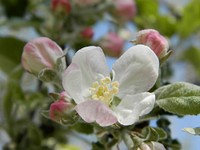 Apple blossom. Free public domain CC0 image.