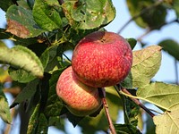 Closeup on red apples hanging in tree. Free public domain CC0 photo.