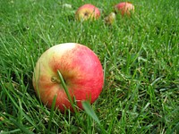 Closeup on apple on grass. Free public domain CC0 photo.