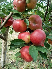 Closeup on red apple hanging on tree. Free public domain CC0 photo.