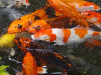 Colorful koi fishes swimming together. Free public domain CC0 photo.