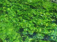 Green water waves close up. Free public domain CC0 photo.