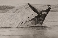 Jumping orca whale pencil drawing. Free public domain CC0 photo.