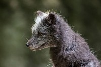 Silver fox. Free public domain CC0 photo.