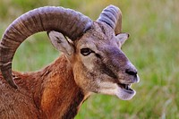 Ram animal. Free public domain CC0 image.