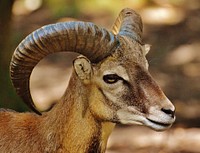 Ram animal. Free public domain CC0 image.
