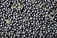 Pile of Aronia berries. Free public domain CC0 image.