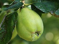 Closeup on pome fruit plant. Free public domain CC0 image.