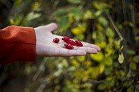 Fresh red rose hips in person's hand. Free public domain CC0 image.