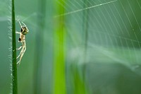 Spiders web, animal photography. Free public domain CC0 image.