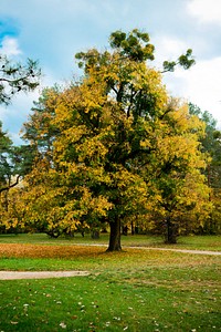 Tree changing colors. Free public domain CC0 photo.