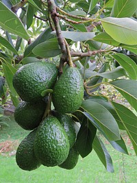 Closeup on fresh avocados growing on tree. Free public domain CC0 image.