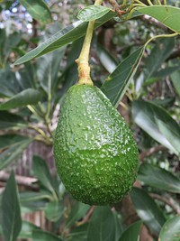 Closeup on fresh avocado growing on tree. Free public domain CC0 image.