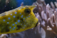 Longhorn cowfish close up. Free public domain CC0 photo.