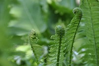 Plant in the forest. Free public domain CC0 image