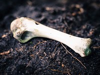 Bone on the ground. Free public domain CC0 image