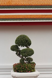 Japanese Bonsai tree. Free public domain CC0 photo.