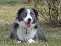 Black and white dog lying on grass field. Free public domain CC0 photo.