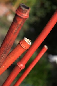 Bamboo tree. Free public domain CC0 photo