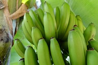 Closeup on raw green bananas on tree. Free public domain CC0 photo.