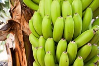 Closeup on raw green bananas on tree. Free public domain CC0 photo.